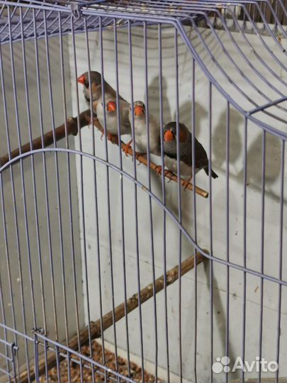 Канарейки, кенари, гульды