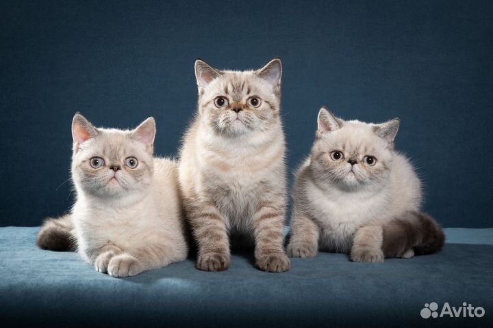 Котята Экзоты