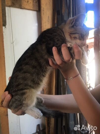 Котенок мальчик бесплатно