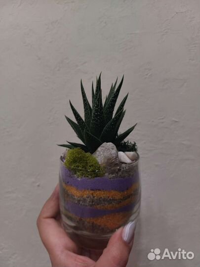 Кружечки с хавортией, с другими суккулентами