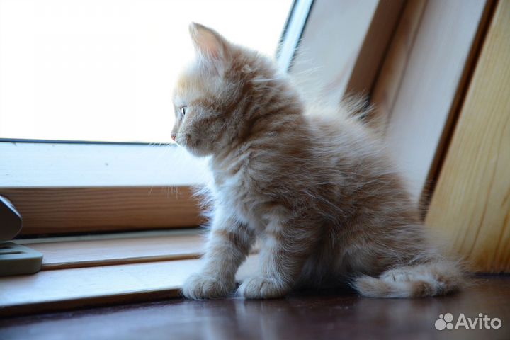 Котята в добрые руки 2 месяца