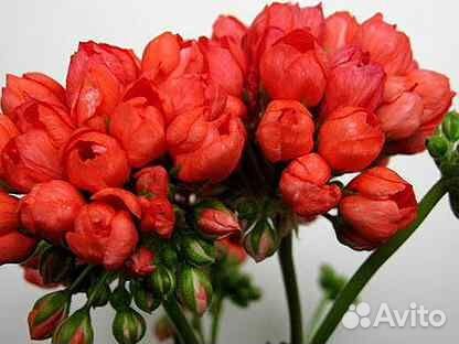 Зональные пеларгонии