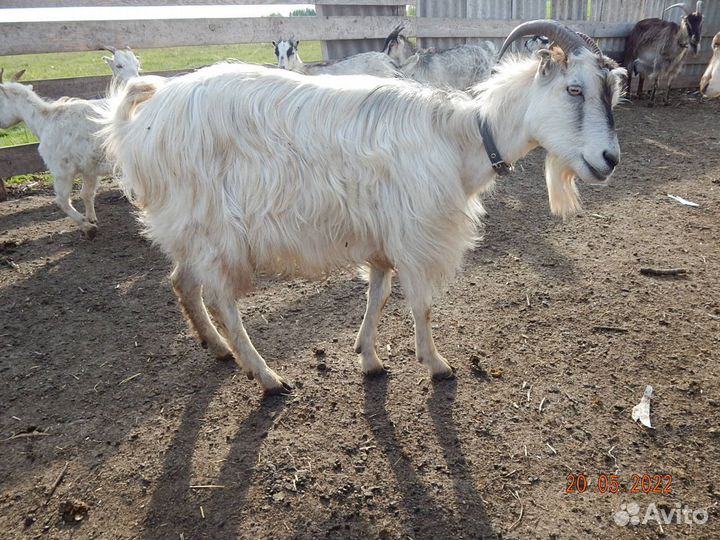 Козы ламанча