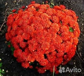 Хризантема многолетняя мультифлора