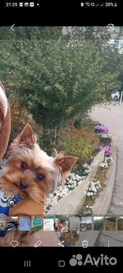 Йоркширский терьер мини