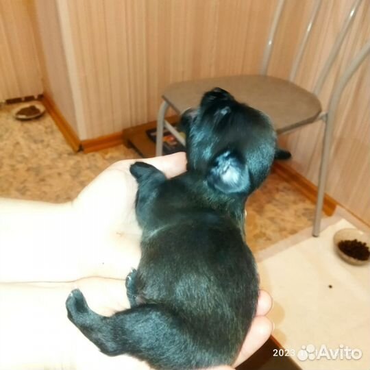 Щенок чихуахуа