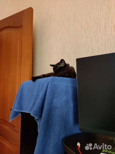 Radiotehnika Giant fs-100 Milano