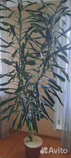 Пальма драцена