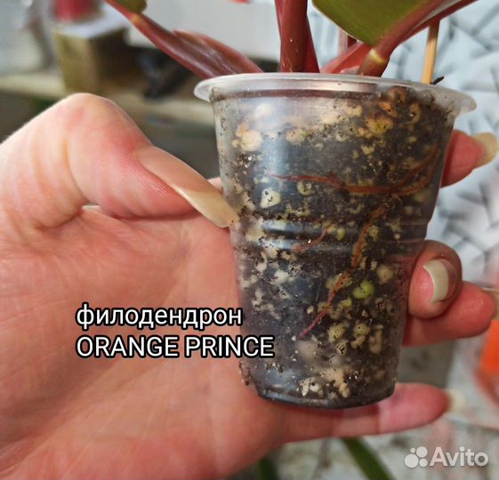 Филодендрон Orange Prince, Black cardinal