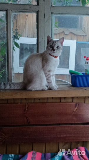 Продаю кошечку