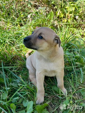 Щенки рязань в добрые руки. Рязань собака даром. Жужа собака. Рязань собака даром. Авито сыктывкар собаки.
