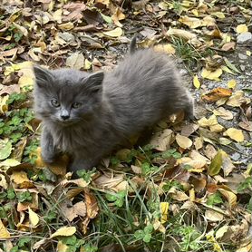 Котята в добрые руки бесплатно