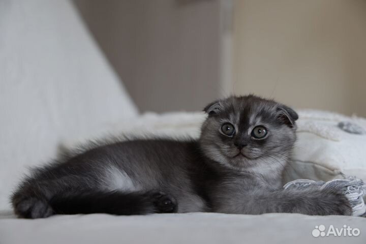 Шотландские вислоухие котята