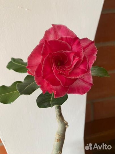 В наличии адениумы сортовые