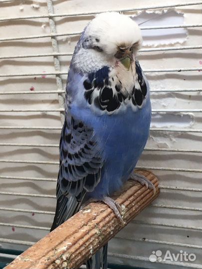 Выставочный Волнистый попугай,ввп,чех