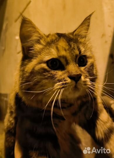 Кошечка в добрые руки