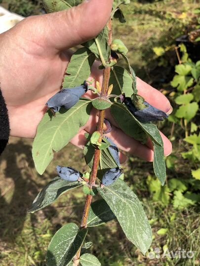 Саженцы жимолости канадской селекции