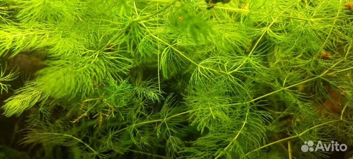 Аквариумные растения