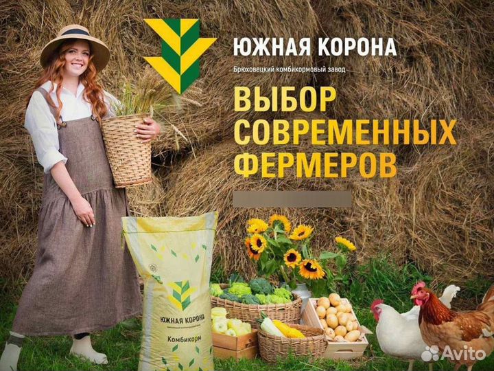 Куры-молодки кросса Браун Ник