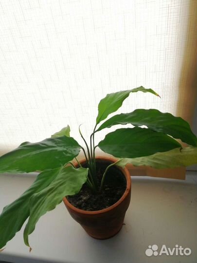 Спатифиллум