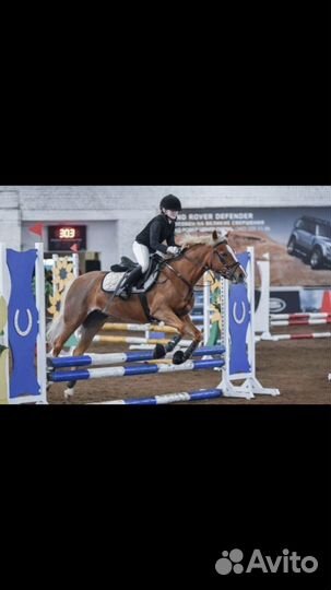 Продажа лошади