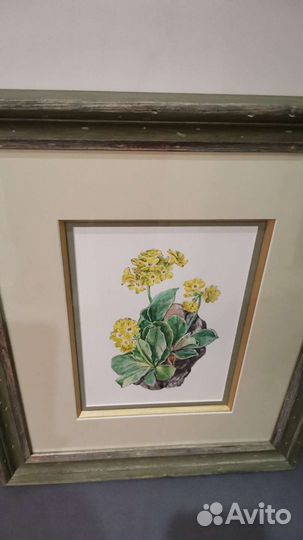 Картина акварель Примулы