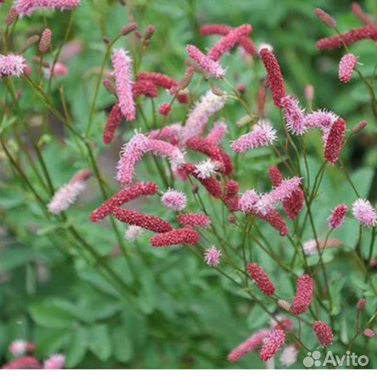 Хризантема, кровохлёбка, овсяница, барвинок