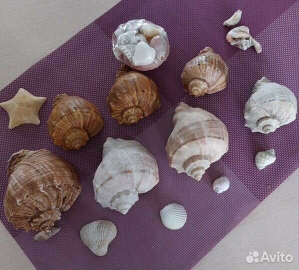 Ракушки для аквариума