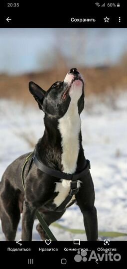 Шикарный красавец Метис стаффа Супер собакин Граф