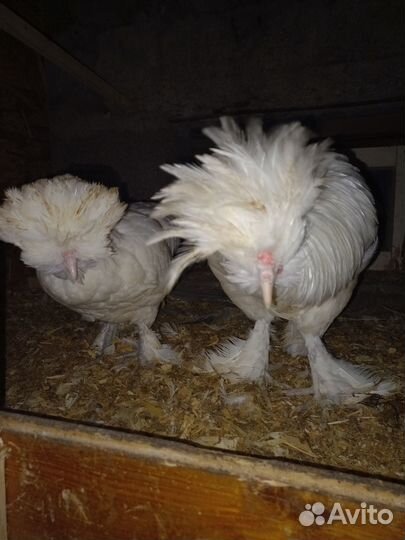 Турецкая Султанка