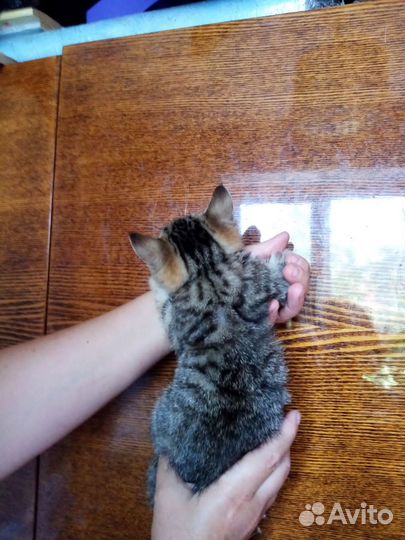Очаровательная котенок-девочка в Дар