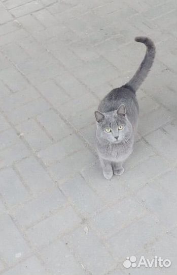 Британский котик