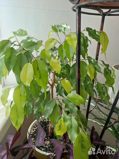 Фикусы, Эсхинантус