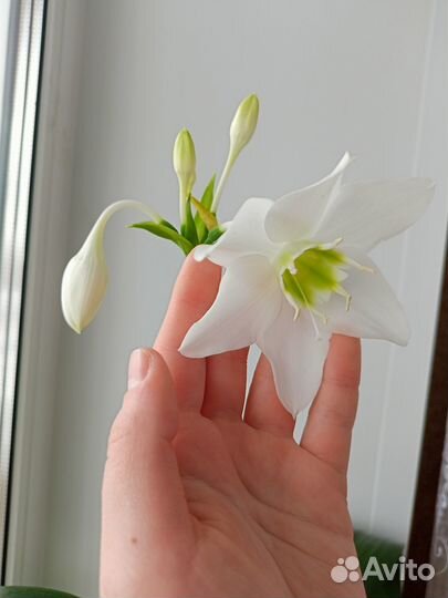 Эухарис, или амазонская лилия