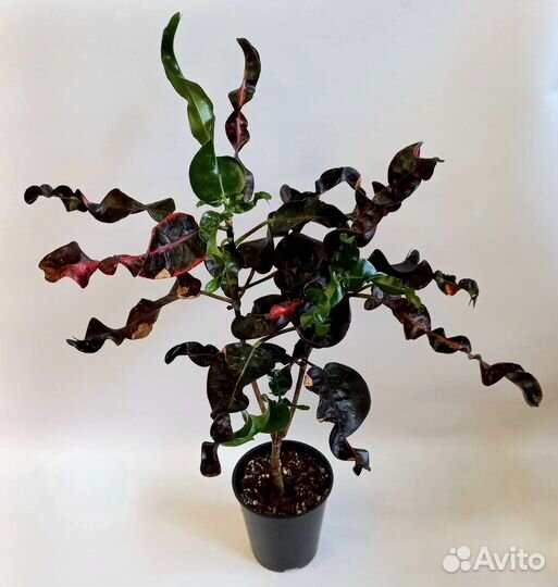 Кротон Тайский ассорти