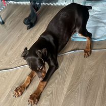 Доберман, щенок