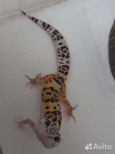 Эублефар ящерица