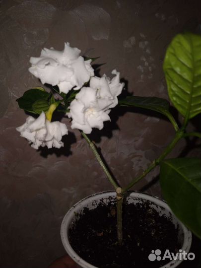 Табернемонтана