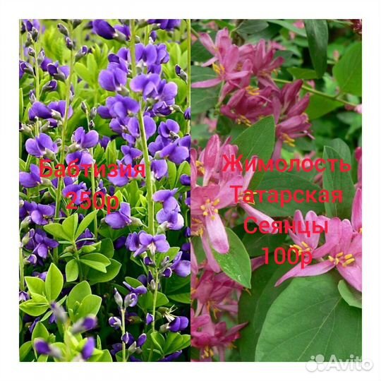 Продаю многолетники