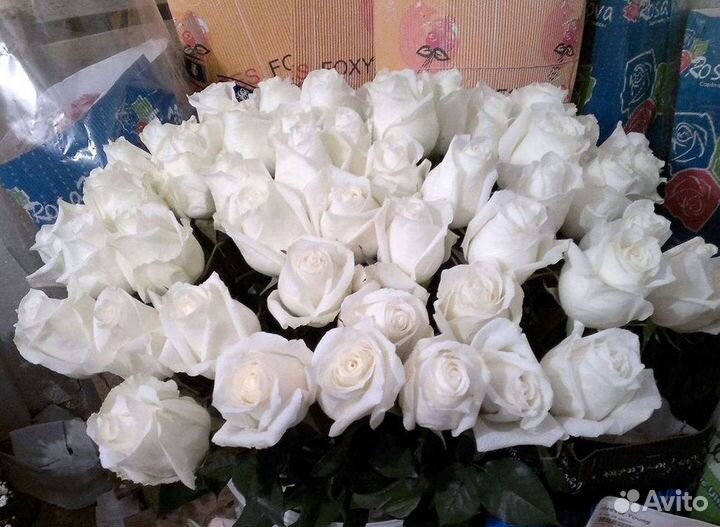 Высокие розы Гигантские розы Доставка цветов