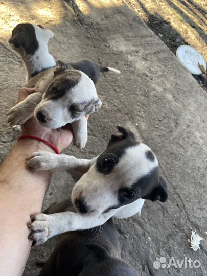 Щенка в добрые руки