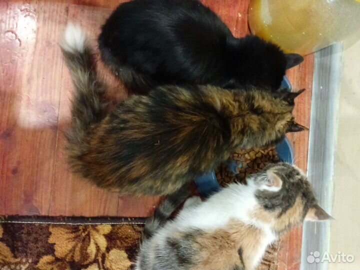 Отдам бездомных кошек бесплатно ишим нормальных