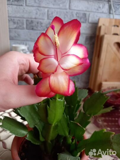 Декабрист шлюмбергера розовый