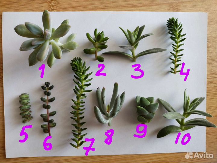 Суккуленты и флорариумы