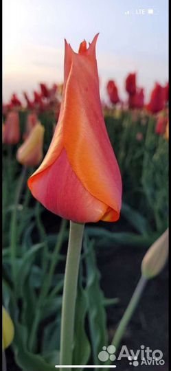 Луковицы тюльпанов