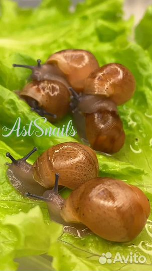 Улитки Архахатины