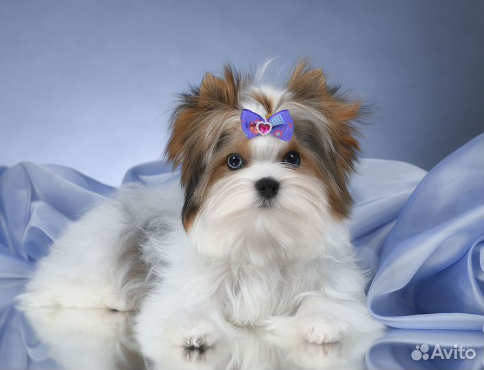 Вязка йорк кобель микро голубоглазый 1.5 кг