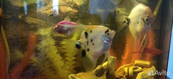 Аквариум