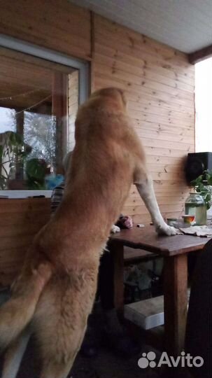 Вязка алабай