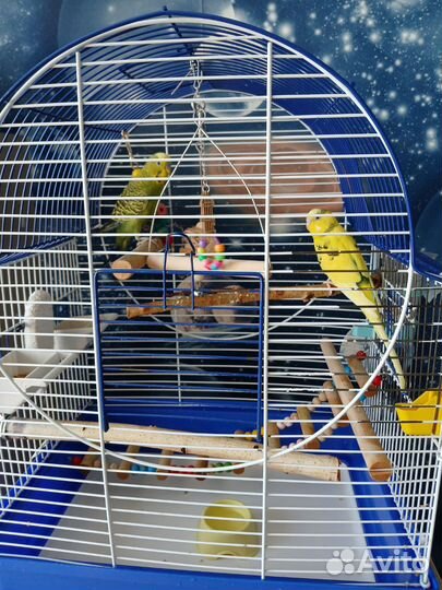 Волнистые попугаи с клеткой